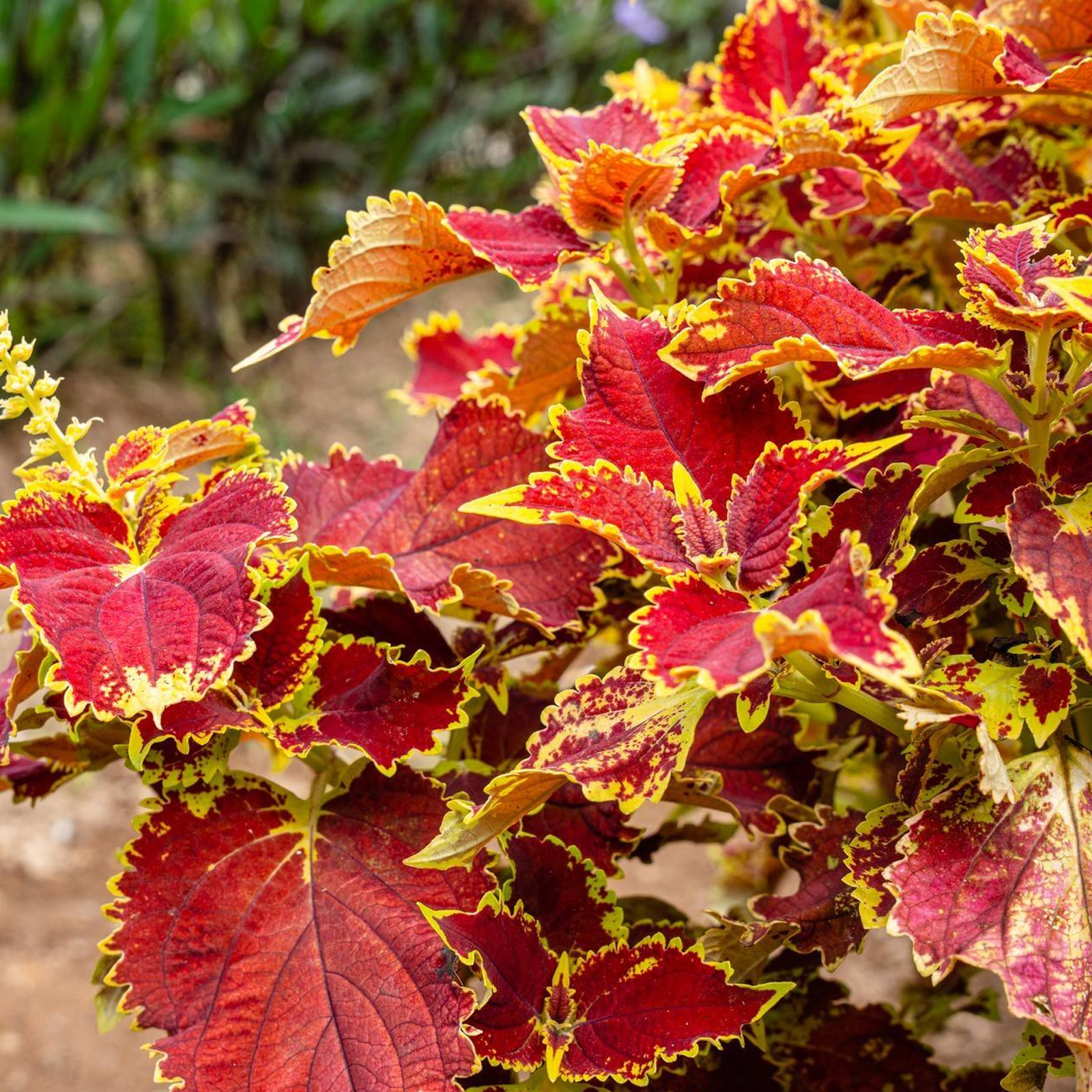 coleus