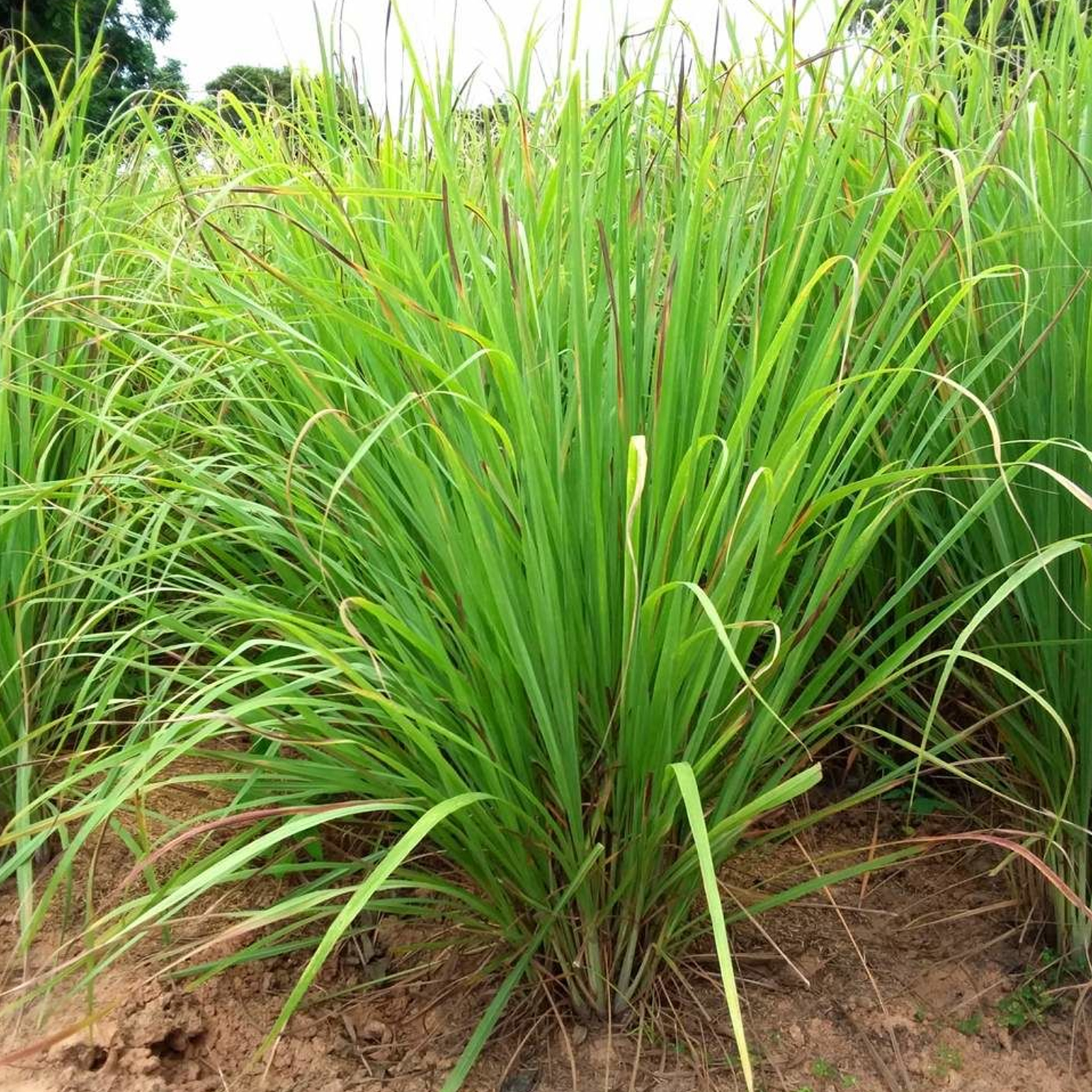 Lemon Grass