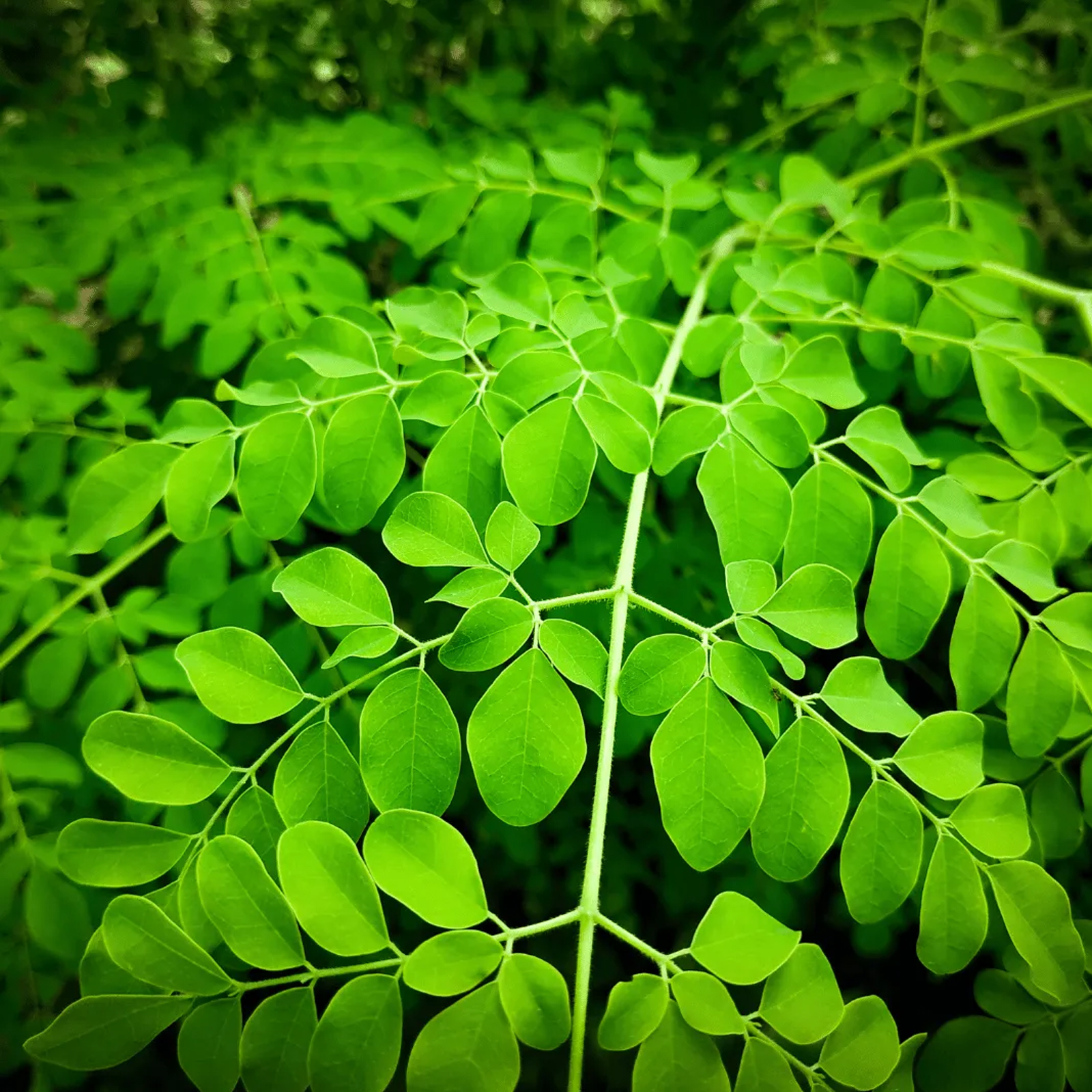 Moringa