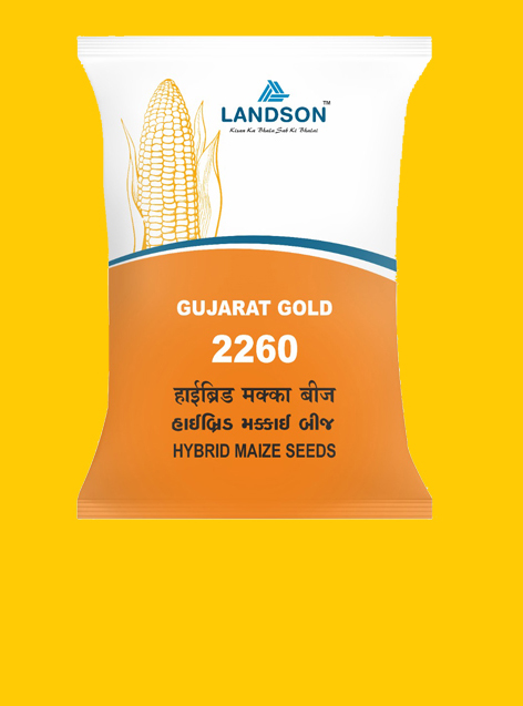 Maize Gujarat Gold-2260