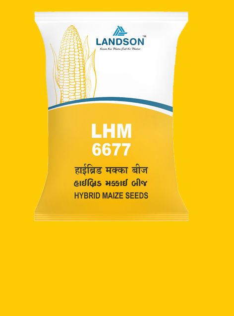 Maize LHM-6677