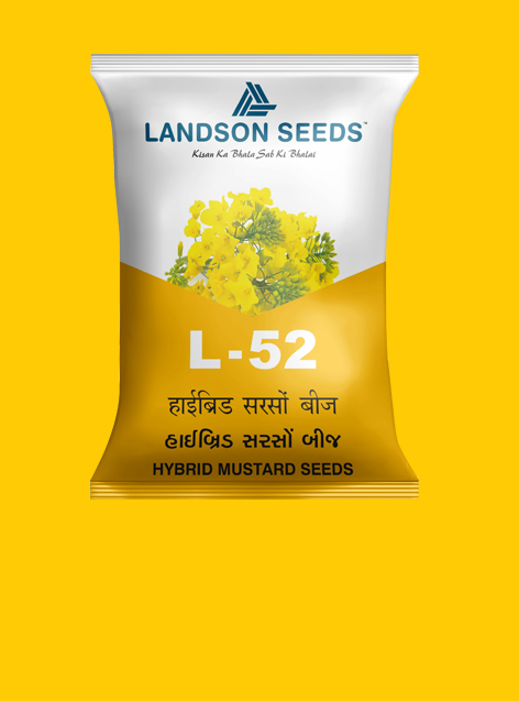 Hybrid Mustard Seeds