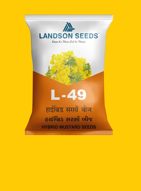 Hybrid Mustard Seeds