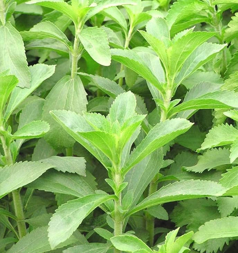 Stevia