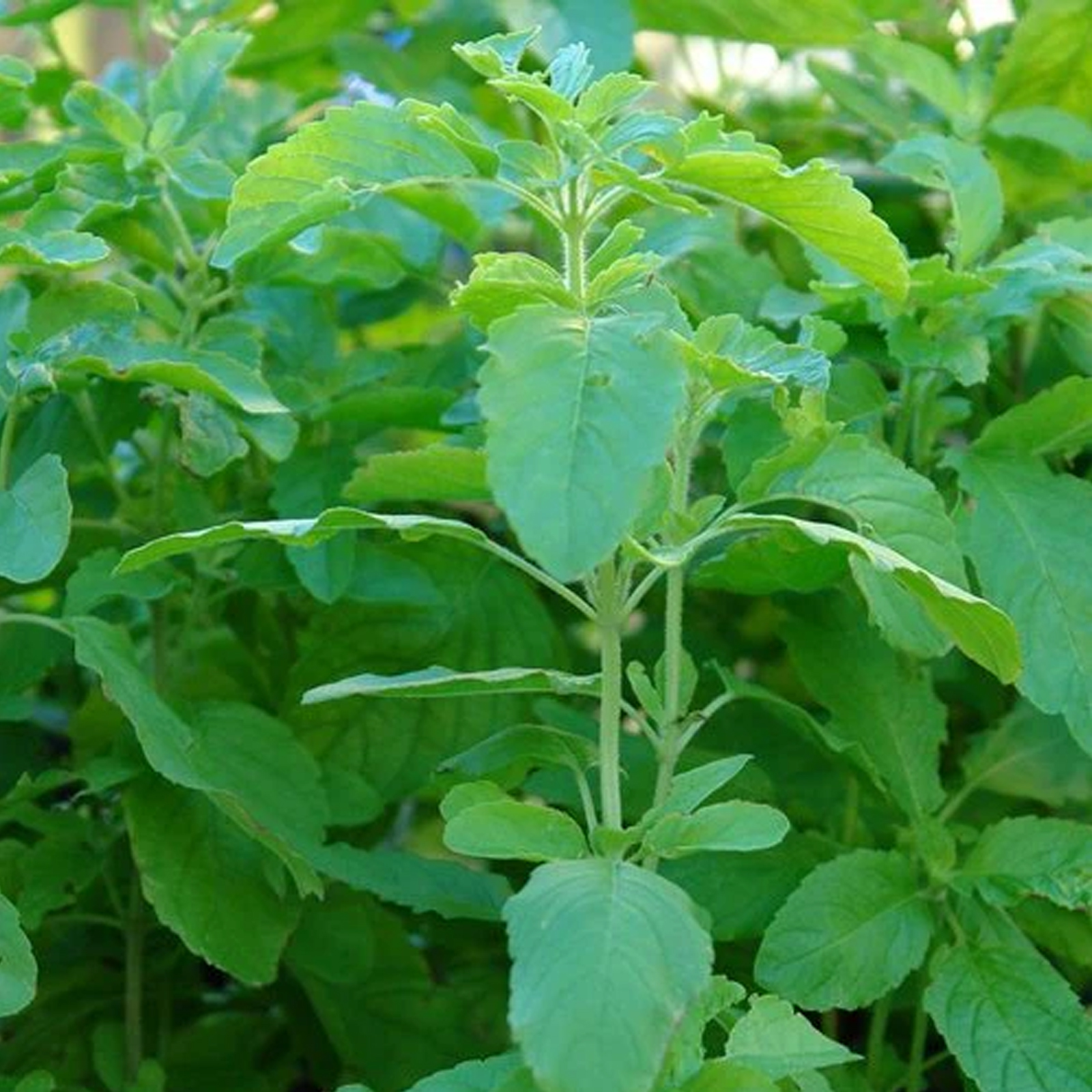 Tulsi Plants